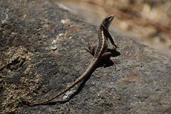 Stenocercus ornatissimus