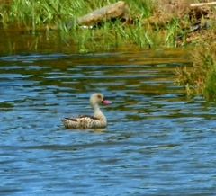 Anas capensis