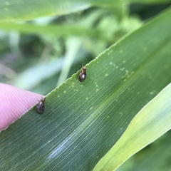 Steganopsis melanogaster