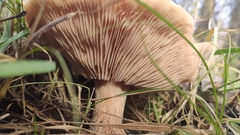 Lepista personata