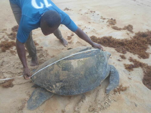 Green Sea Turtle