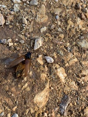 Cebrio