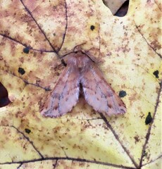 Ptilophora plumigera