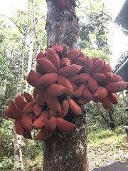 Sterculia megistophylla