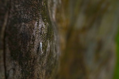 Phyllonorycter heegeriella