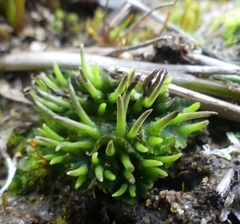 Anthoceros macounii