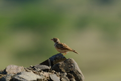 Mirafra erythroptera
