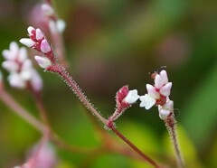 Persicaria muricata