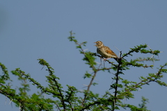 Mirafra erythroptera