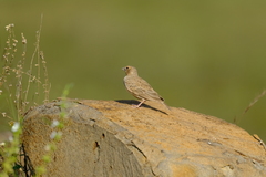 Alaudidae