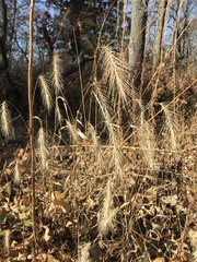 Elymus villosus
