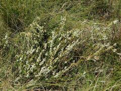 Struthiola dodecandra