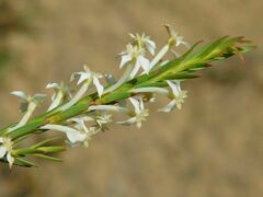 Struthiola dodecandra