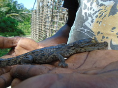 Crocodylus suchus