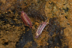 Androniscus dentiger