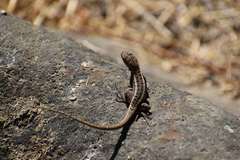 Stenocercus ornatissimus