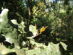 Citronella mucronata