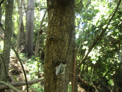 Citronella mucronata