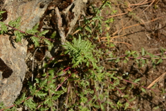 Penstemon richardsonii