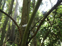 Citronella mucronata