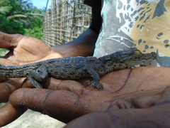 Crocodylus suchus