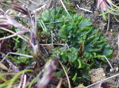 Phaeoceros carolinianus