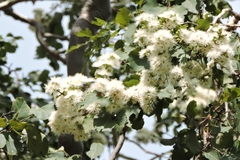 Eucalypteae