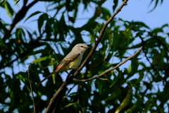 Pericrocotus cinnamomeus