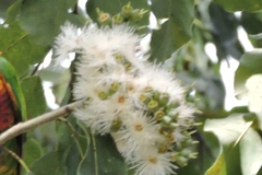 Eucalypteae