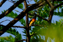 Pericrocotus cinnamomeus