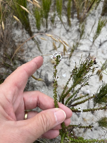 Image of Wahlenbergia tenella by (c) Charleen Brunke, some rights reserved (CC BY)