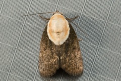 Tathothripa continua