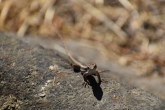 Stenocercus ornatissimus