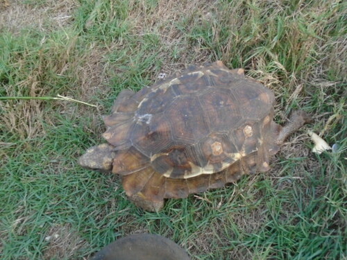Home's Hingeback Tortoise