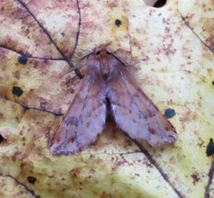 Ptilophora plumigera