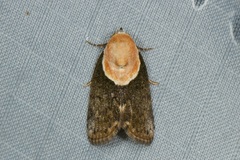 Tathothripa continua