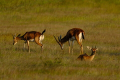 Gazella bennettii