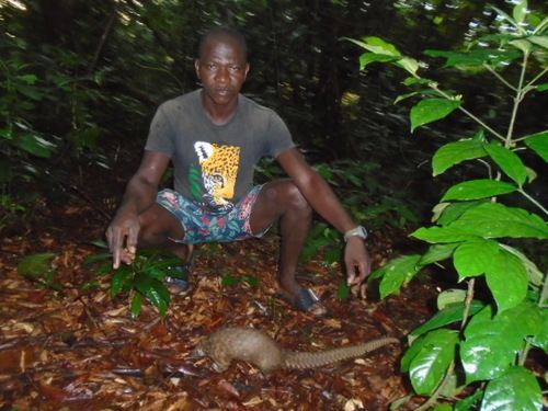 White-bellied Pangolin