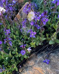 Veronica copelandii