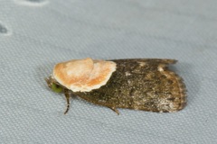 Tathothripa continua