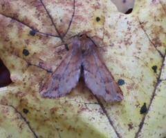 Ptilophora plumigera