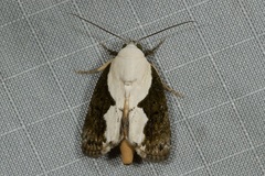 Tathothripa continua