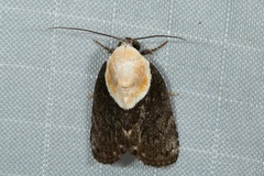 Tathothripa continua