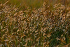 Heteropogon contortus