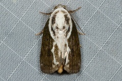 Tathothripa continua