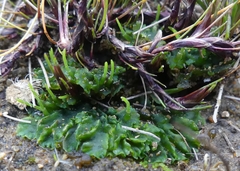 Phaeoceros carolinianus