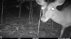 Tragelaphus scriptus