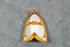 Titulcia confictella