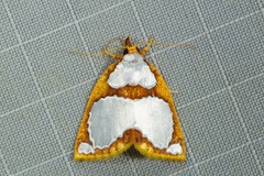 Titulcia confictella