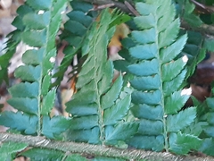Polystichum × luerssenii